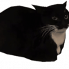 SyntaxError