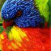 LittleWing