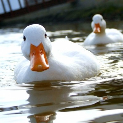 Ducky