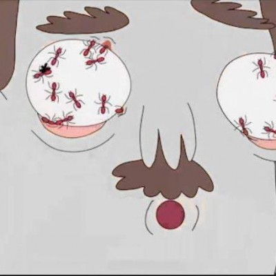 Ants