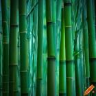 Breeze in the Bamboo.